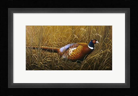 Framed Sneaking Through The Long Grass - Ring Neck Pheasant Print
