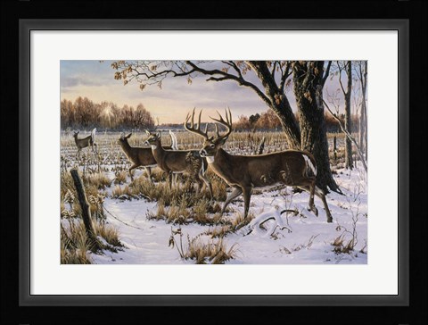 Framed Cautious Crossing - Whitetails Print