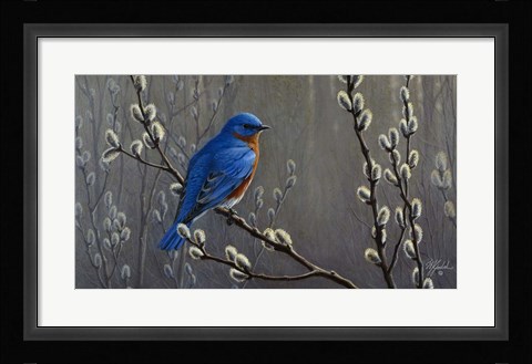 Framed Signals Of Spring - Eastern Bluebird Print