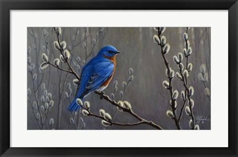 Framed Signals Of Spring - Eastern Bluebird Print