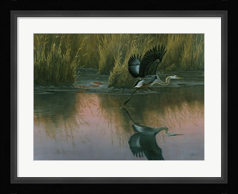 Framed Evening Flight - Great Blue Heron Print