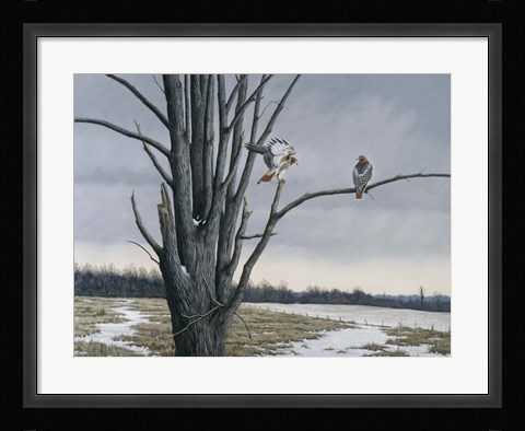 Framed Old Elm &amp; Redtails Print