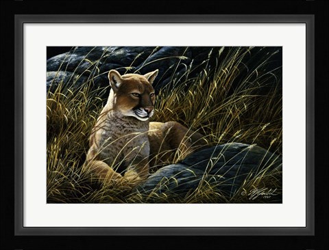 Framed Cougar In The Grass Print