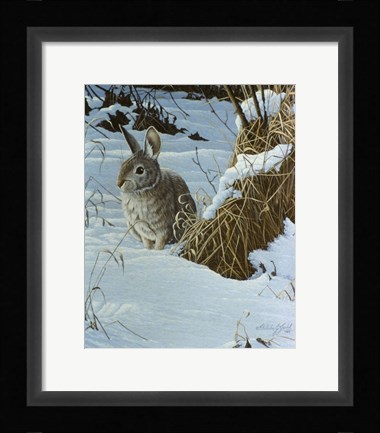 Framed Snow Cover Cottontail Print
