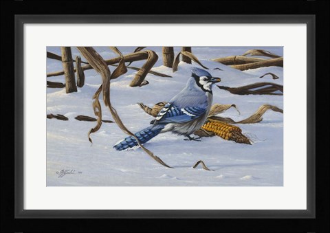 Framed Bluejay Print