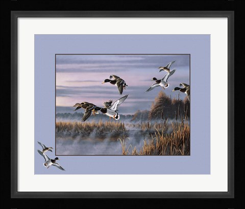 Framed Ducks In Flight 1 Print