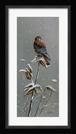Framed Gentle Snowfall - Kestrel Print
