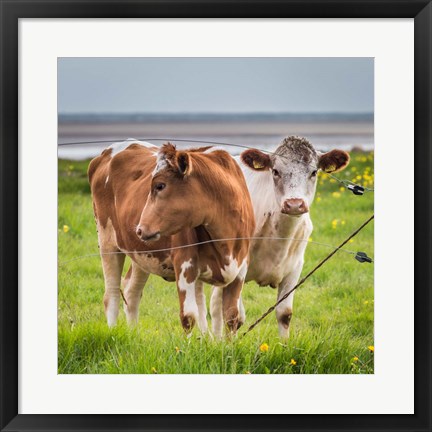 Framed Cows Grazing, Iceland Print