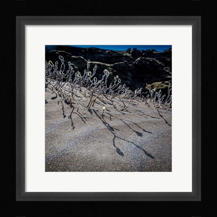 Framed Woolly Willow, Iceland Print