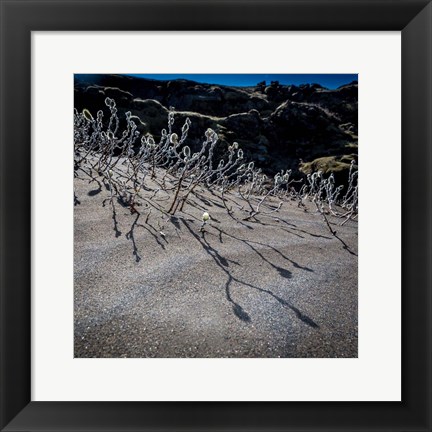 Framed Woolly Willow, Iceland Print