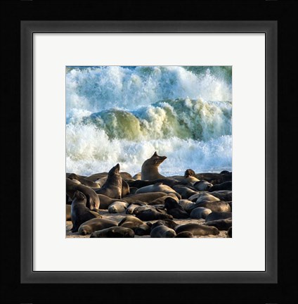 Framed Cape Fur Seals, Cape Cross, Namibia Print