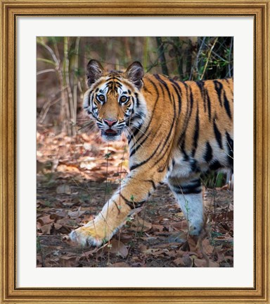 Framed Bengal Tiger, Bandhavgarh National Park, India Print