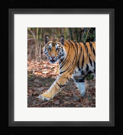 Framed Bengal Tiger, Bandhavgarh National Park, India Print