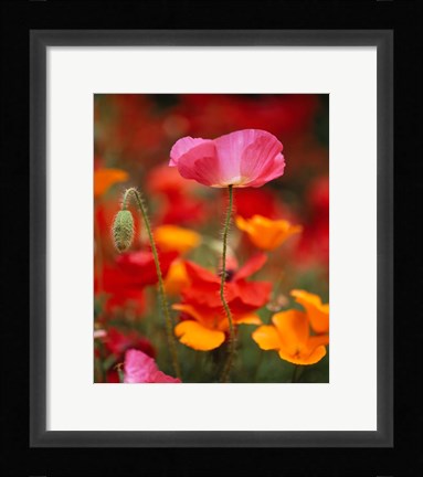 Framed Iceland Poppies, Fidalgo Island, Washington State Print