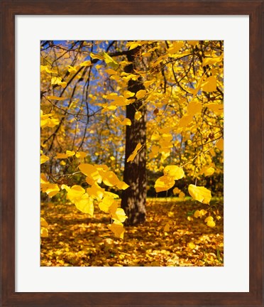 Framed Yellow Tree Leaves, Stuttgart, Germany Print