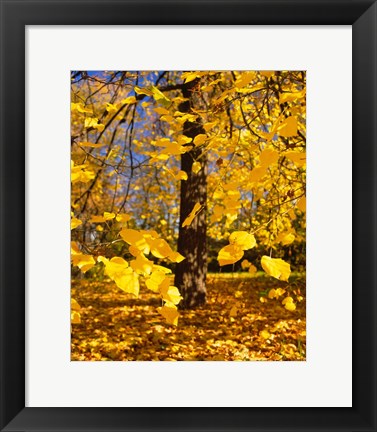 Framed Yellow Tree Leaves, Stuttgart, Germany Print