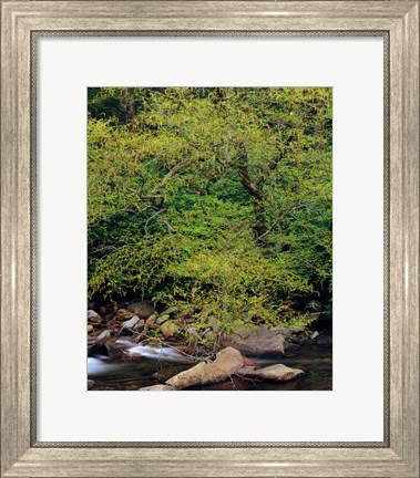 Framed Little Pigeon River, Great Smoky Mountains National Park Print