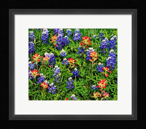 Framed Texas Bluebonnets Print