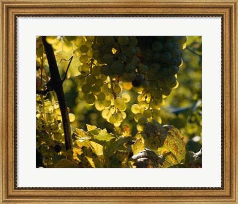 Framed Grape Vines hanging from Trees Print