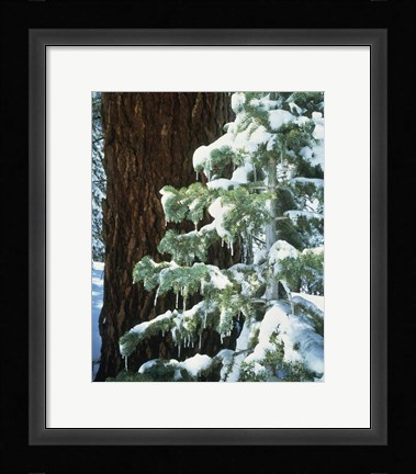 Framed Sierra Nevada Mts., CA Print