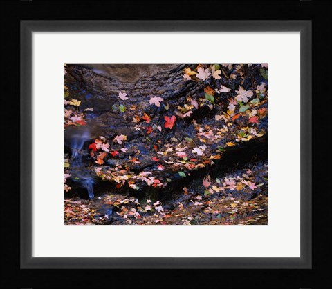 Framed Maple and Arizona White Oak Leaves, Tonto National Forest, Arizona Print