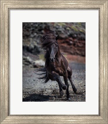 Framed Icelandic Black Stallion, Iceland Print
