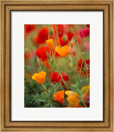Framed California Golden Poppies and Corn Poppies, Washington State Print