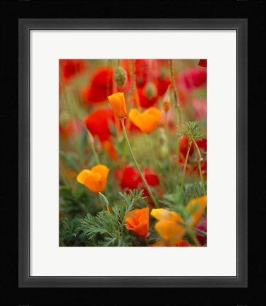 Framed California Golden Poppies and Corn Poppies, Washington State Print