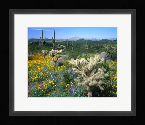 Framed Arizona, Organ Pipe Cactus National Monument Print