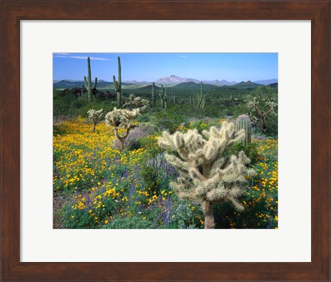 Framed Arizona, Organ Pipe Cactus National Monument Print