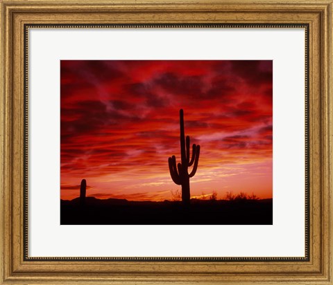 Framed Organ Pipe Cactus State Park, AZ Print