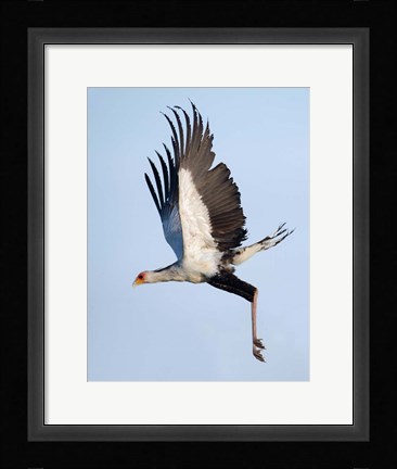 Framed Secretary Bird, Serengeti National Park, Tanzania Print