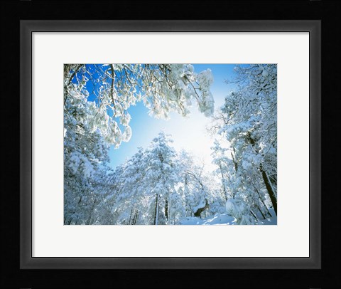 Framed Cleveland National Forest, CA Print