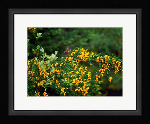Framed Song Sparrow Bird Print