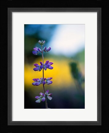 Framed Lupine Flower Blossoms Print