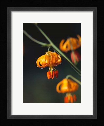 Framed Columbia Lily Flower Blossoms Print