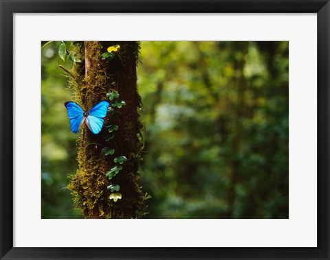 Framed Blue Morpho Butterfly, Costa Rica Print