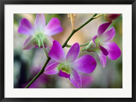 Framed Cattleya Orchid Flower Blossoms Print