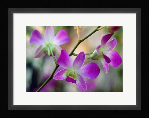 Framed Cattleya Orchid Flower Blossoms Print
