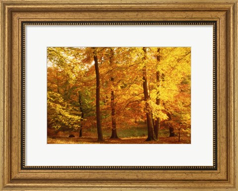 Framed Autumn Trees, Cumbria, England Print