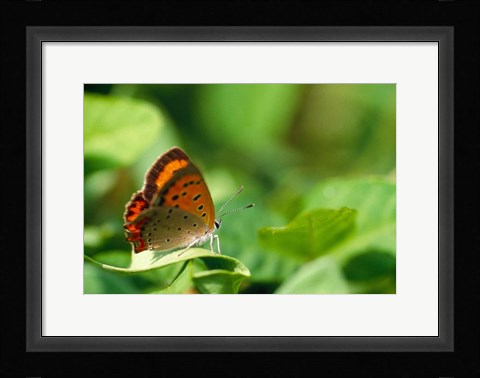 Framed Butterfly on a Leaf Print