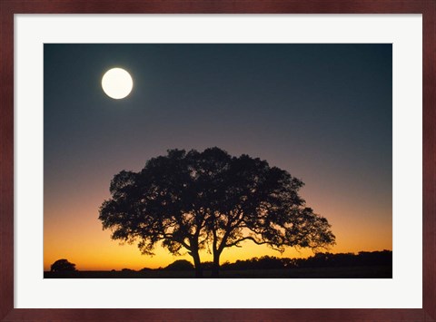 Framed Full Moon Over Silhouetted Tree Print