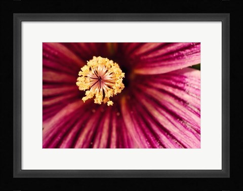 Framed Tree Mallow Pistil-Stamen Print