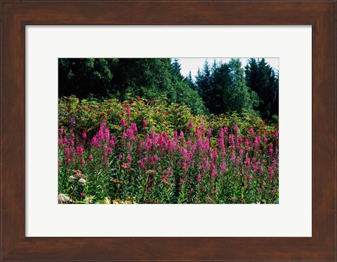 Framed Pink Fireweed Wildflowers, Alaska Print