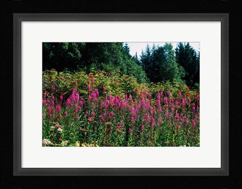 Framed Pink Fireweed Wildflowers, Alaska Print