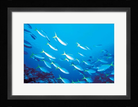 Framed School of Fish Underwater Print