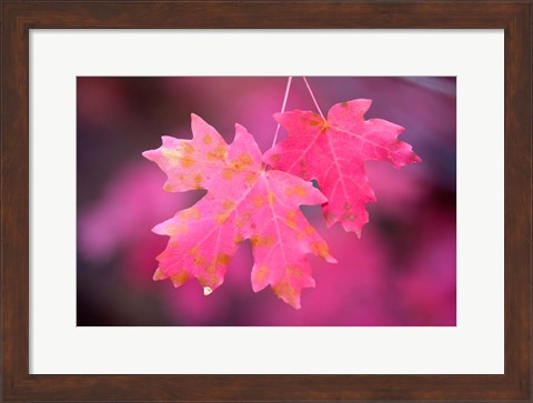 Framed Autumn Color Maple Tree Leaves Print
