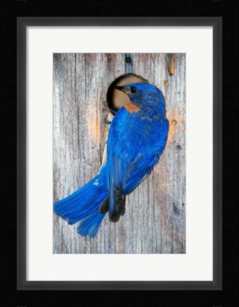 Framed Male Eastern Bluebird Print