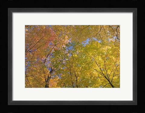 Framed Mille Lacs Kathio State Park, Minnesota Print