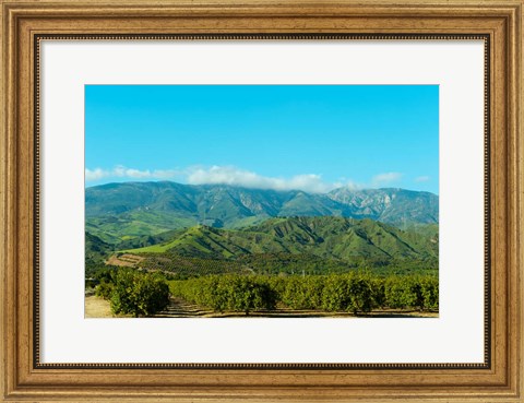 Framed Orange Tree Grove, Santa Paula, Ventura County, California Print
